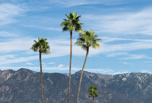 Panoramic image showing the San Gabriel Mountains snow dusted and palm trees in the foreground.