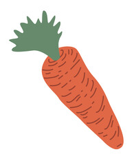 fresh carrot vegetable
