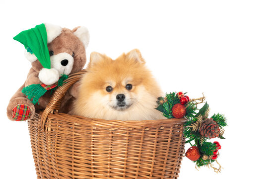 Pomeranian dog in a wicker basket with Christmas decoration isolated on a white background