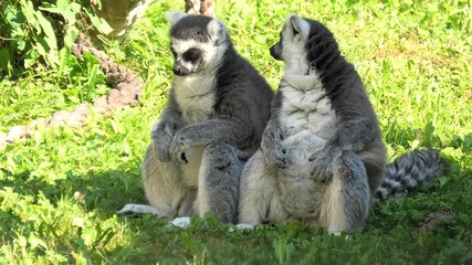 Two ring-tailed lemurs of Madagascar, sitting on the grass. Lemur catta species from island of Madagascar in Africa. - obrazy, fototapety, plakaty