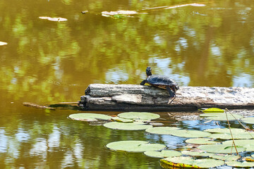 Turtle on log in pond