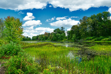 Obraz na płótnie Canvas Pond with flowers and blue sky