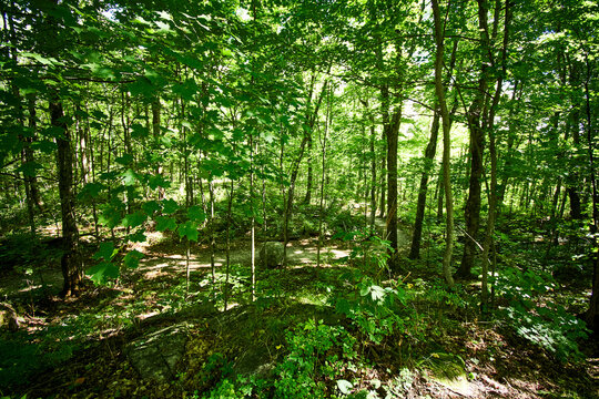 Forest with trees