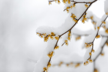 Witch Hazel. Hamamelis virginiana under the snow. Yellow witch hazel flowers on the branches in winter under a layer of snow.  selective focus