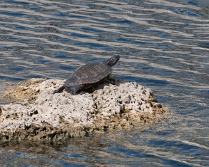 Florida turtle with dark head and carapace basks in the sun on a ragged rock overlooking rippled blue and gray water.