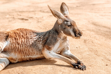 Naklejka na ściany i meble Beautiful kangaroo resting in the sand. Photography of animals. Natural background