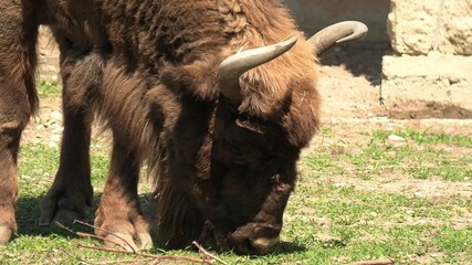 close up view of adult European Buffalo of Europe or wisent grazing in the grass. Bison bonasus...