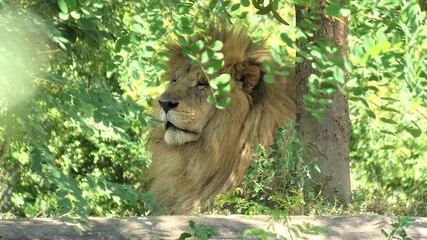 Naklejka premium Close up of a head of male Lion in the forest. Panthera Leo in natural habitat. The lion is part of Big Five of Africa.