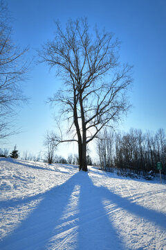 Tree with sunlight behind it in winter