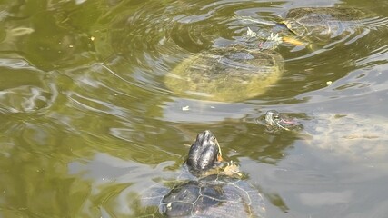 swimming red-eared slider turtle in a pond, Trachemys scripta elegans of Emydidae family. Adults of...