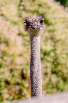 Closeup shot of a head and neck of an ostric