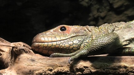 Detail of a Northern caiman lizard on a tree. Dracaena guianensis species endemic to the northern South America.