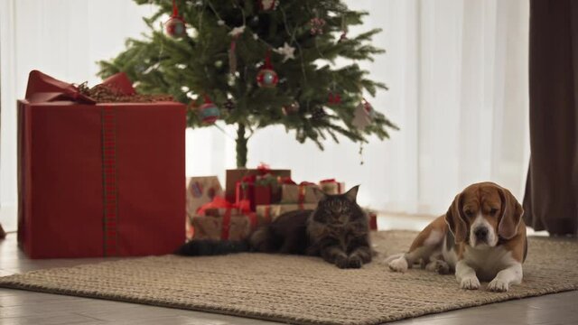 The cat and the dog trim on the carpet near the Christmas tree with gifts. Concept for the upcoming holidays.