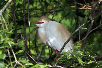 Cattle Egret - Bubulcus ibis - in full breeding coloration and plumage in St Augustine, Florida.