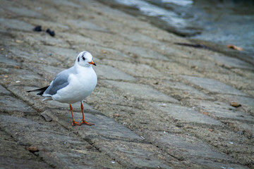 Seagull on the coast. White seagull standing still out of the water. Close-up portrait of a Seagull