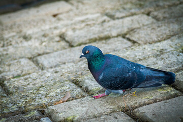 Pigeon on the concrete. Pigeon standing still. Close-up portrait of a pigeon