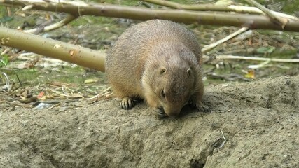 black-tailed prairie dog grazing on the grass. Cynomys ludovicianus species. Rabbit-like rodent living in plains of North America: from United States to Canada.