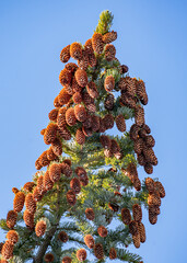 spruce branches with brown cones