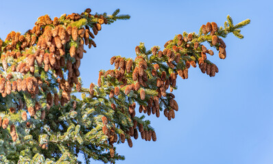 Spruce cones on the spruce. Image of natural wood for background. Tree crown
