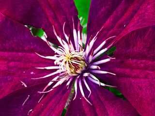blütenstempel einer clematis