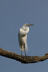 Great Egret - Ardea alba - in full breeding coloration and plumage in St Augustine, Florida.