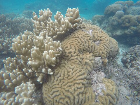 Sarcophyton soft coral competing for space with a Lobophyllia hard coral/ Sarcophyton octocoral compitiendo con una colonia scleractinia (Lobophyllia) at Kavieng Harbour, New Ireland, Papua New Guinea