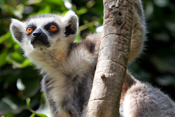 Lemur portrait on a tree