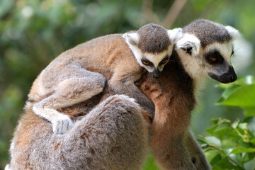 Young lemur on the mother back with green leaves background