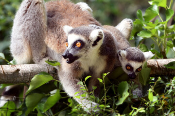 Lemur cata mother with baby sitting on a horizontal branch with wide open eyes