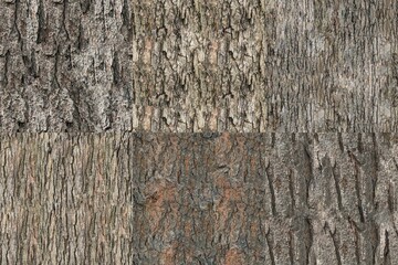 Pack of 6 High Quality Bark Seamless 4K Textures for editing, compositing, backdrops or material development.