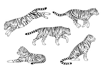 Fototapeta na wymiar Vector set of hand drawn doodle sketch tigers isolated on white background