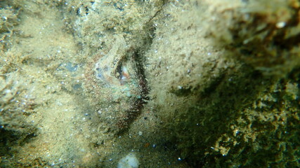 Obraz na płótnie Canvas Sea snail trunculus murex or banded murex, trunk murex, banded dye-murex (Hexaplex trunculus) undersea, Aegean Sea, Greece, Halkidiki 