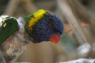 Naklejka premium parrot on a branch