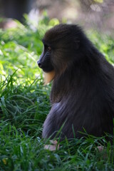 baboon sitting on the ground