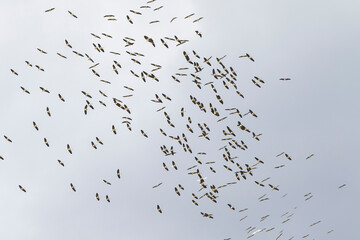 A flock of black ibis birds flying in the sky