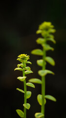 The leafy spurge (lat. Euphorbia virgata), of the family Euphorbiaceae. This individual is stricken...