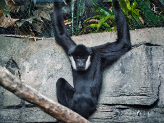 Closeup shot of a White Cheeked Gibbon in the Kansas City Zoo, Missouri, USA