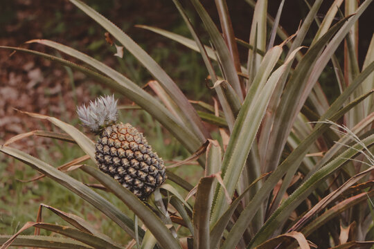 pineapple fruit growing on the bush