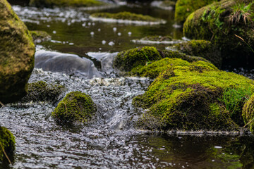 Naklejka na ściany i meble Thin hillside river with abundance of greenery and mossy pebbles. Calm flowing stream
