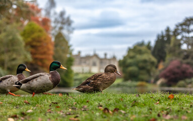 Ducks walking on the grassy ground in the Sheffield Park
