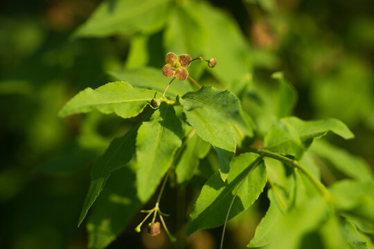 Euonymus verrucosus, of the family Celastraceae.
