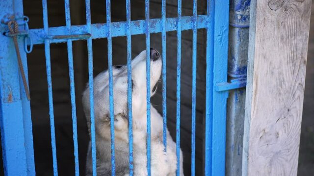 Alabai in blue cage with male Caucasian hand caressing leaving in slow motion. Unrecognizable man stroking pet in dog shelter walking away. Portrait of sad animal at mesh gate