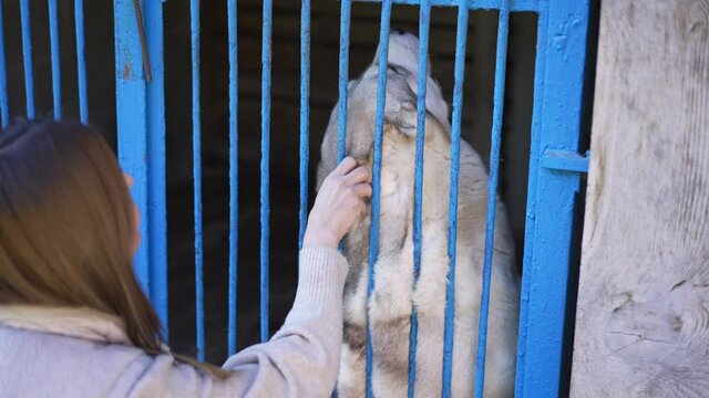 Beautiful Alabai sitting in dog shelter cage as young Caucasian woman approaching stroking animal head in slow motion. Unloved abandoned pet and kind future owner outdoors