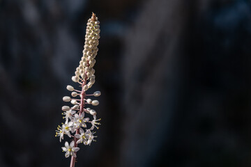 Black cohosh flowering plant in the blurred background with copy space, Greece