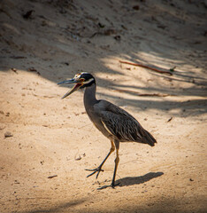 great blue heron