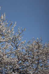 Plum tree blossom blue sky background