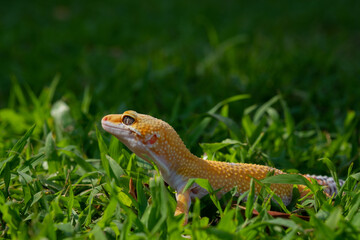 Common leopard gecko on the ground