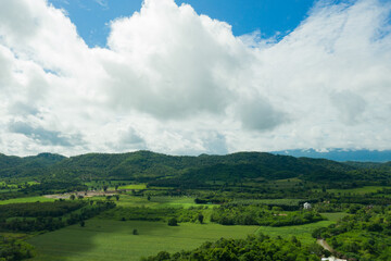 top view forest background, big tree