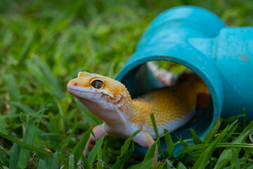 Common leopard gecko on the ground