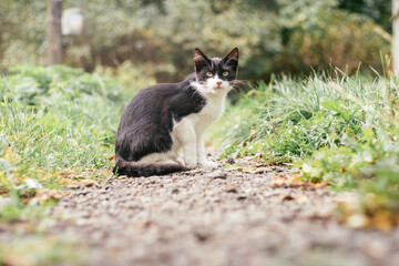 Naklejka na ściany i meble Small black and white kitten 4 months old sits on path among blurred green grass